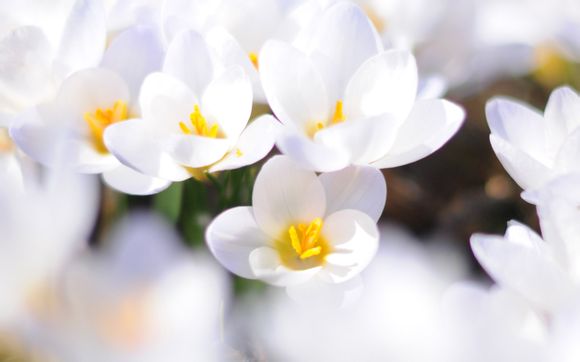 东芝星礴怎么样