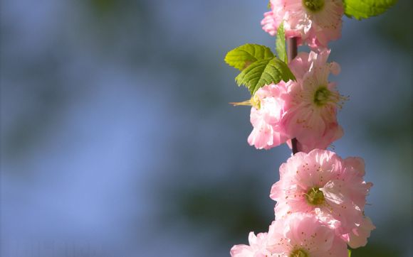 俄罗斯人养什么